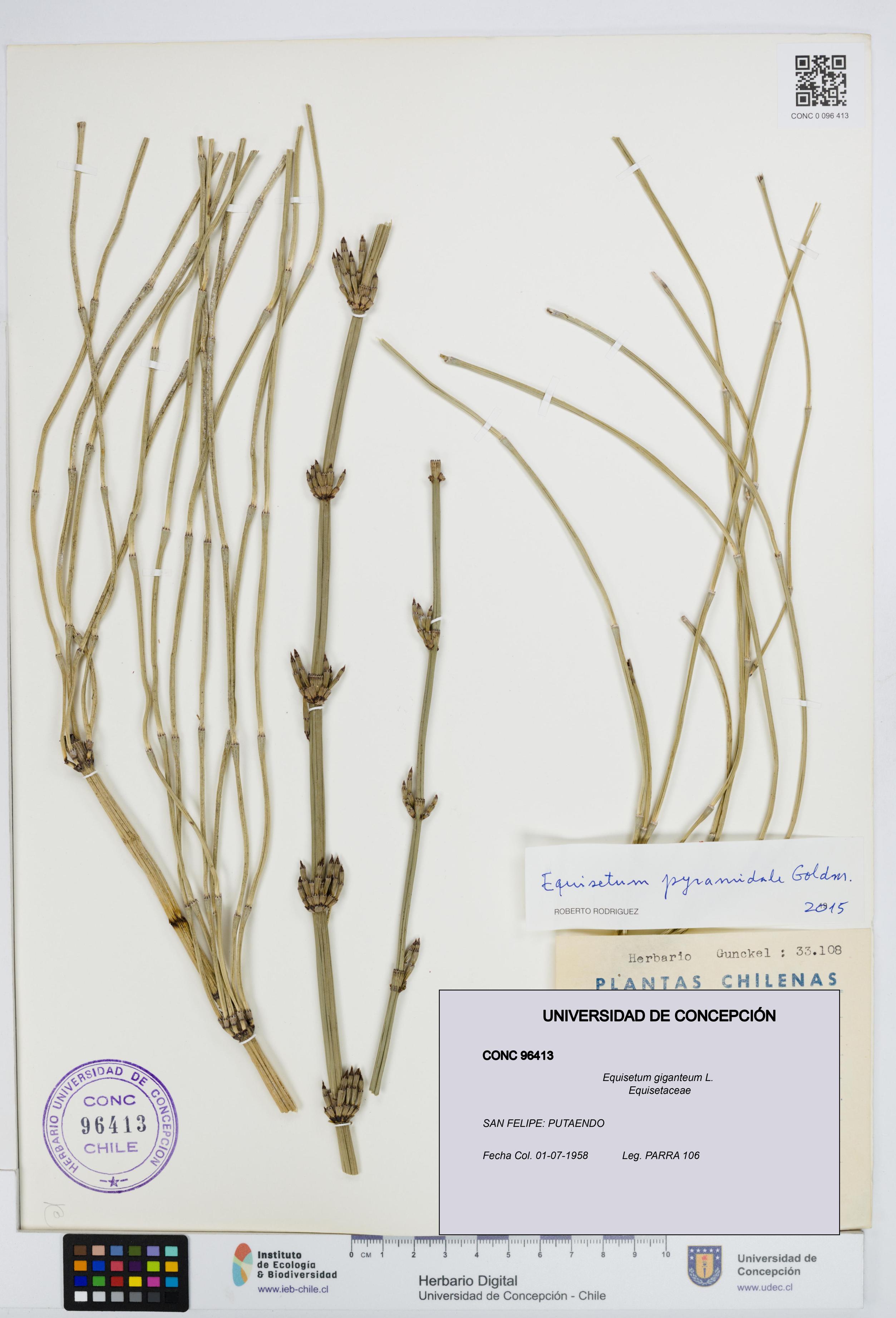 Equisetum giganteum [Espécimen: UDEC:CONC:0096413]