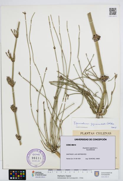 Equisetum giganteum [Espécimen: UDEC:CONC:0096414]