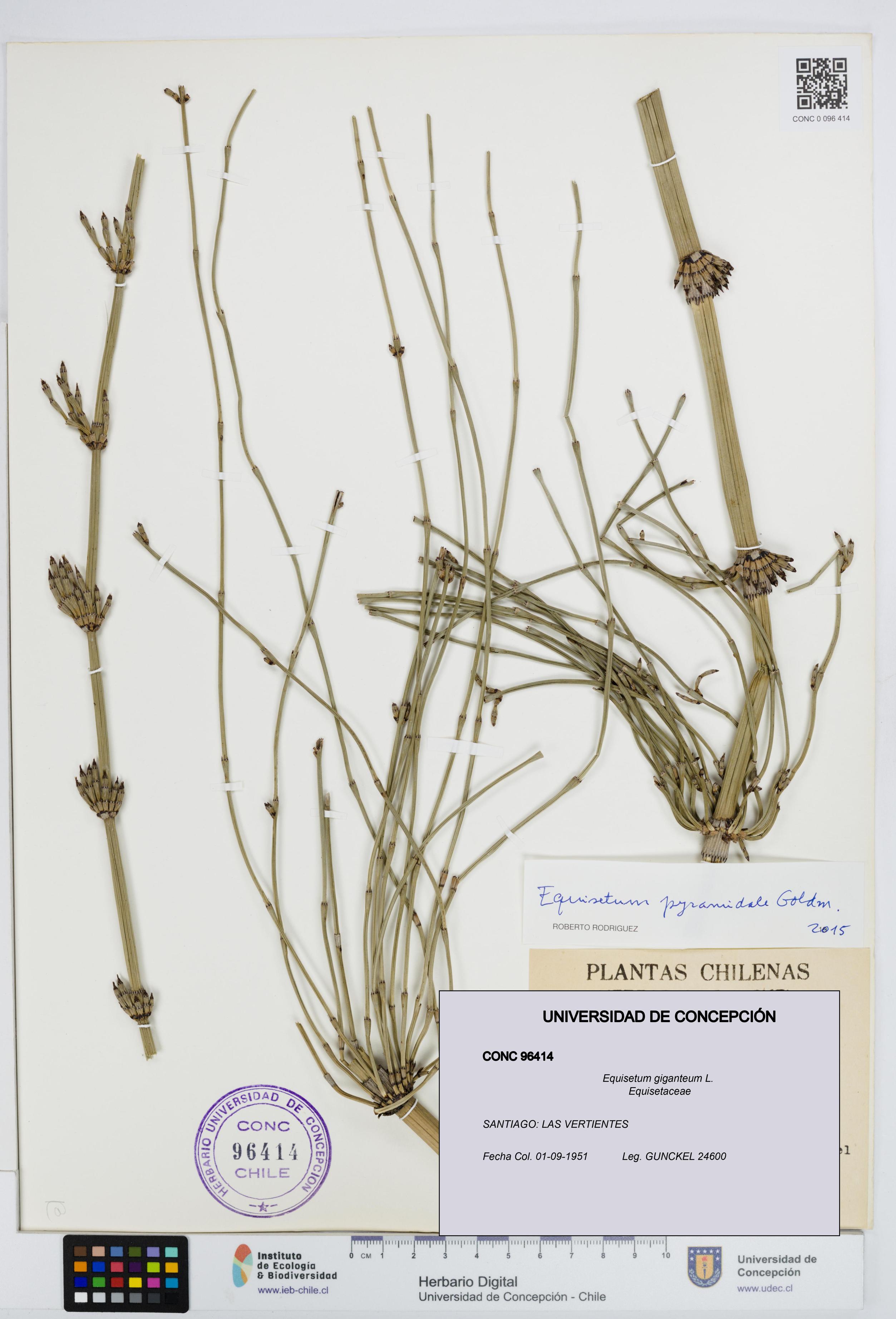 Equisetum giganteum [Espécimen: UDEC:CONC:0096414]