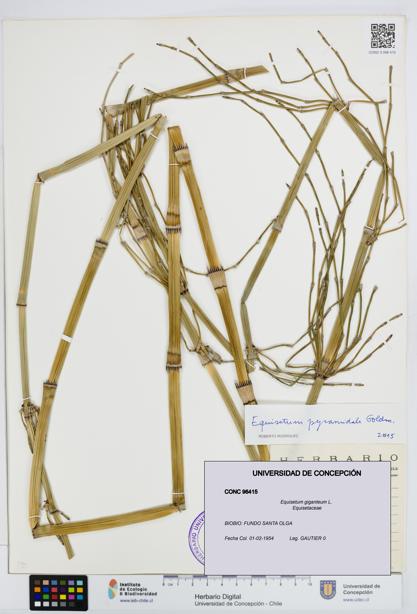 Equisetum giganteum [Espécimen: UDEC:CONC:0096415]