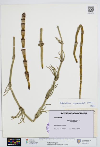 Equisetum giganteum [Espécimen: UDEC:CONC:0096416]
