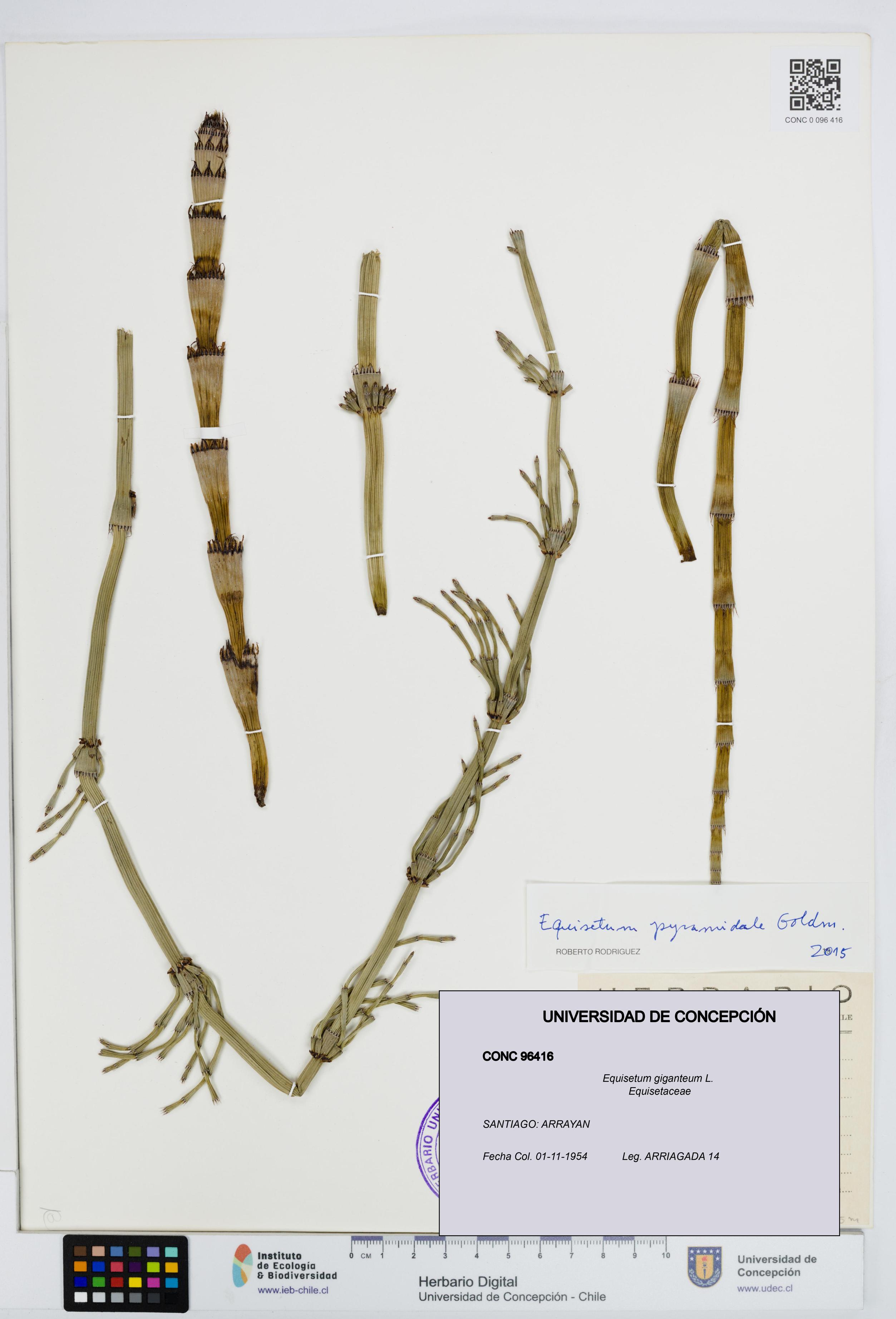 Equisetum giganteum [Espécimen: UDEC:CONC:0096416]