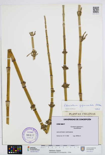 Equisetum giganteum [Espécimen: UDEC:CONC:0096417]