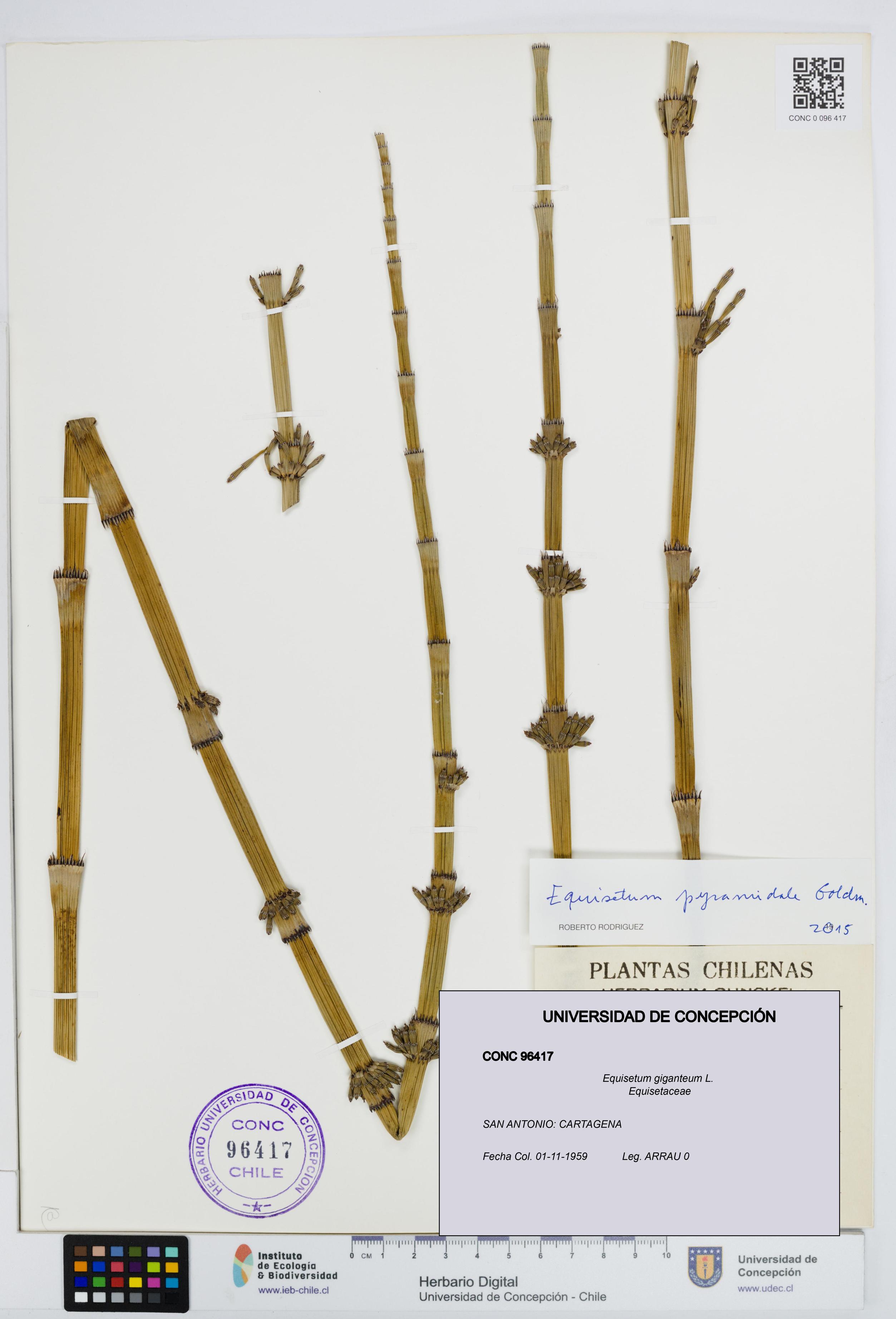 Equisetum giganteum [Espécimen: UDEC:CONC:0096417]