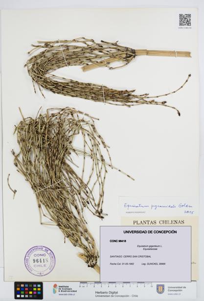 Equisetum giganteum [Espécimen: UDEC:CONC:0096418]