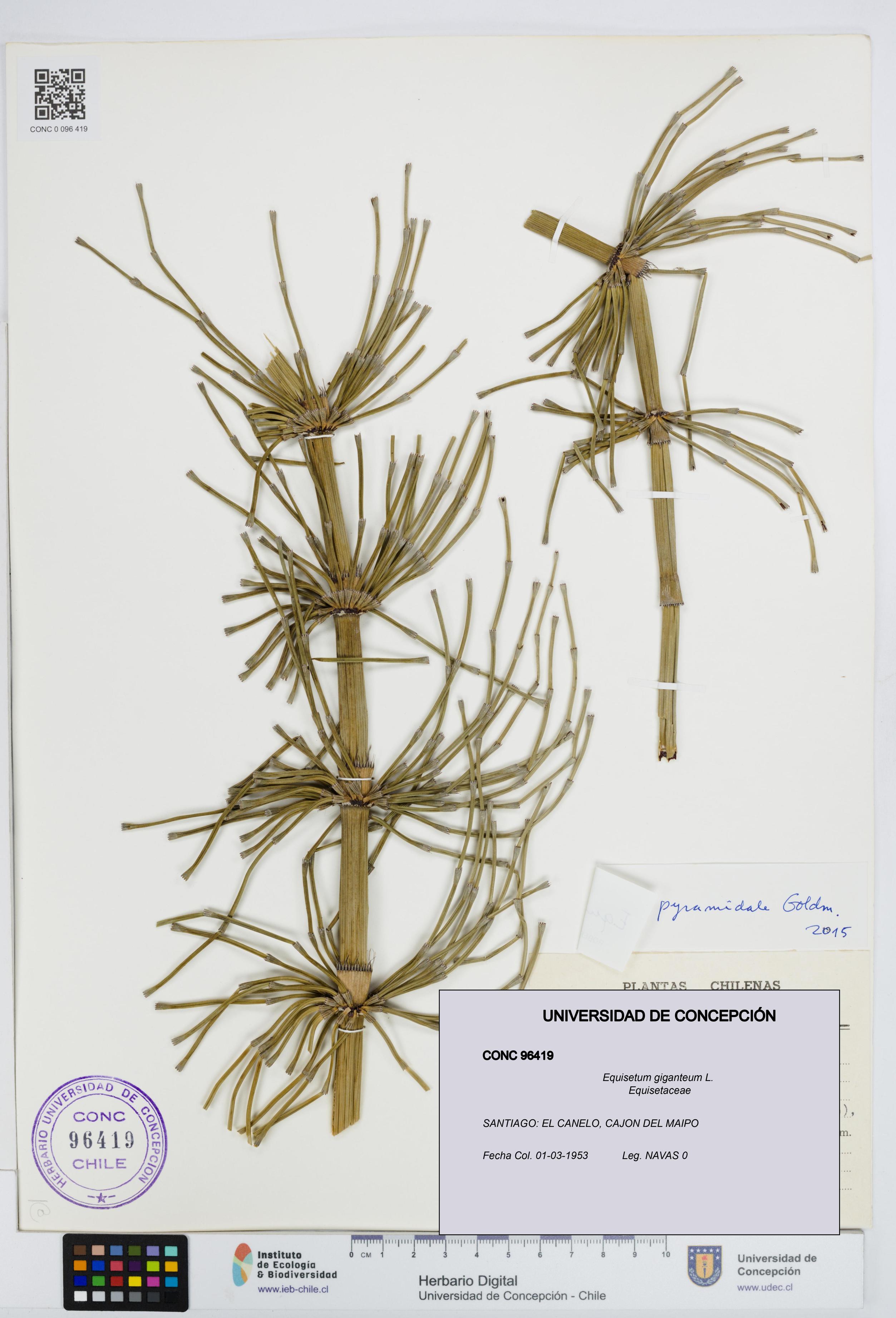 Equisetum giganteum [Espécimen: UDEC:CONC:0096419]