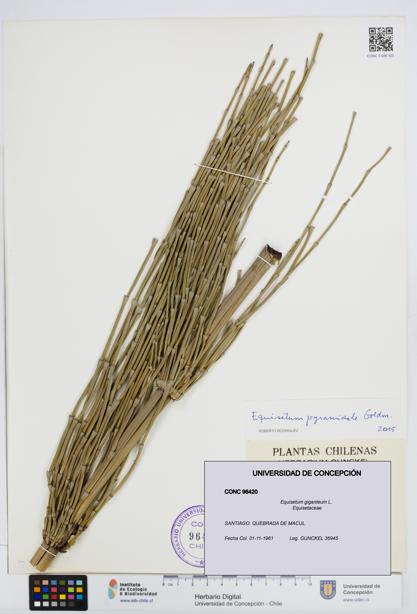 Equisetum giganteum [Espécimen: UDEC:CONC:0096420]