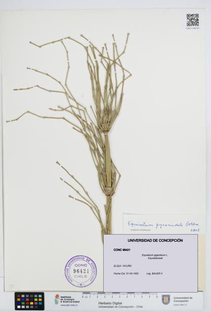 Equisetum giganteum [Espécimen: UDEC:CONC:0096421]