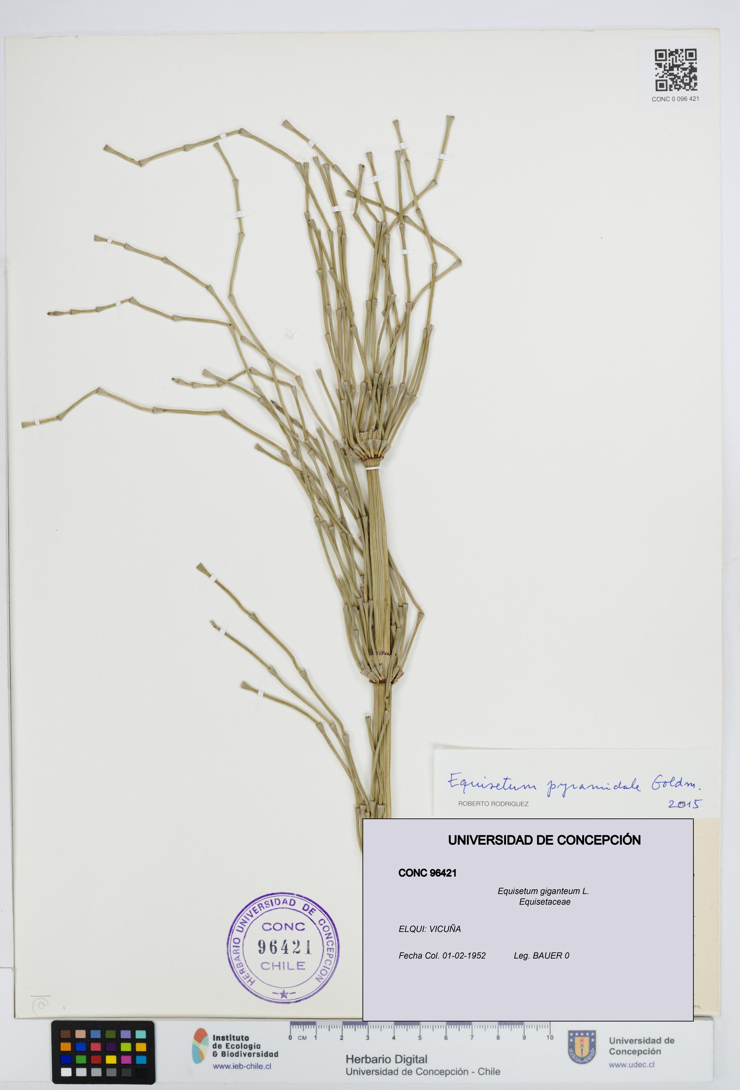 Equisetum giganteum [Espécimen: UDEC:CONC:0096421]