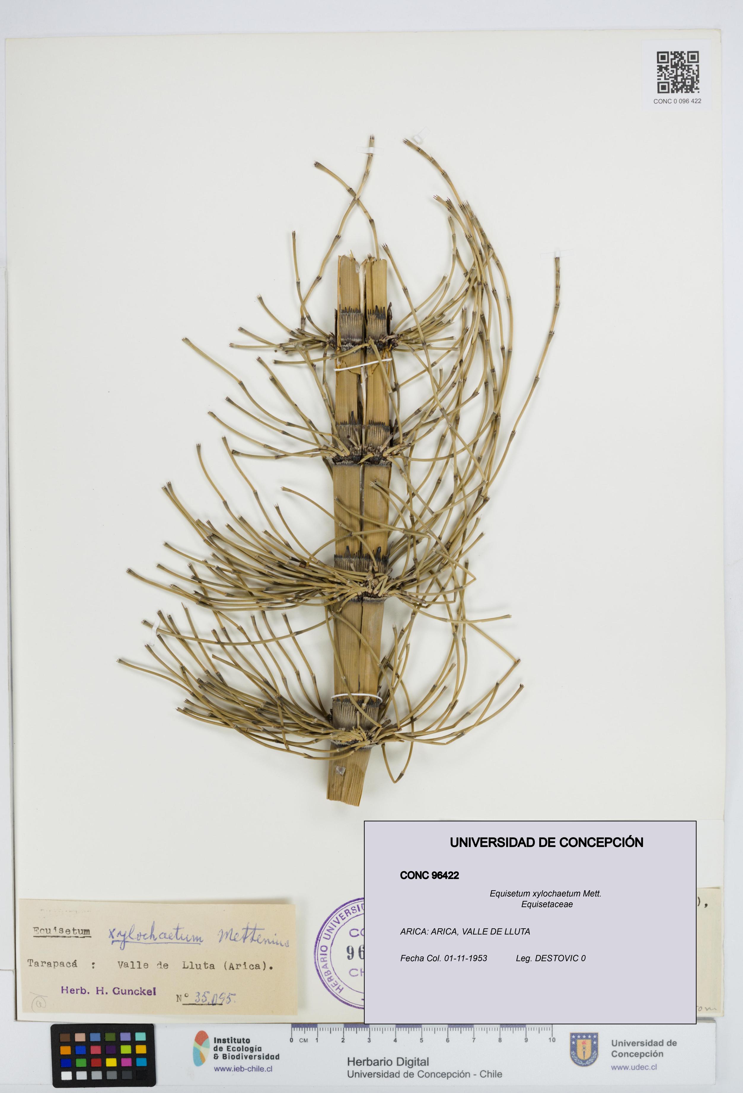 Equisetum xylochaetum [Espécimen: UDEC:CONC:0096422]