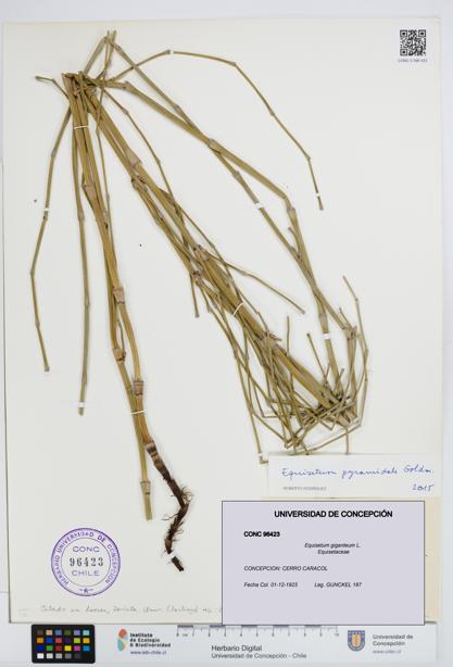 Equisetum giganteum [Espécimen: UDEC:CONC:0096423]