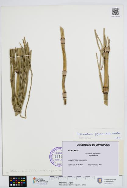 Equisetum giganteum [Espécimen: UDEC:CONC:0096424]