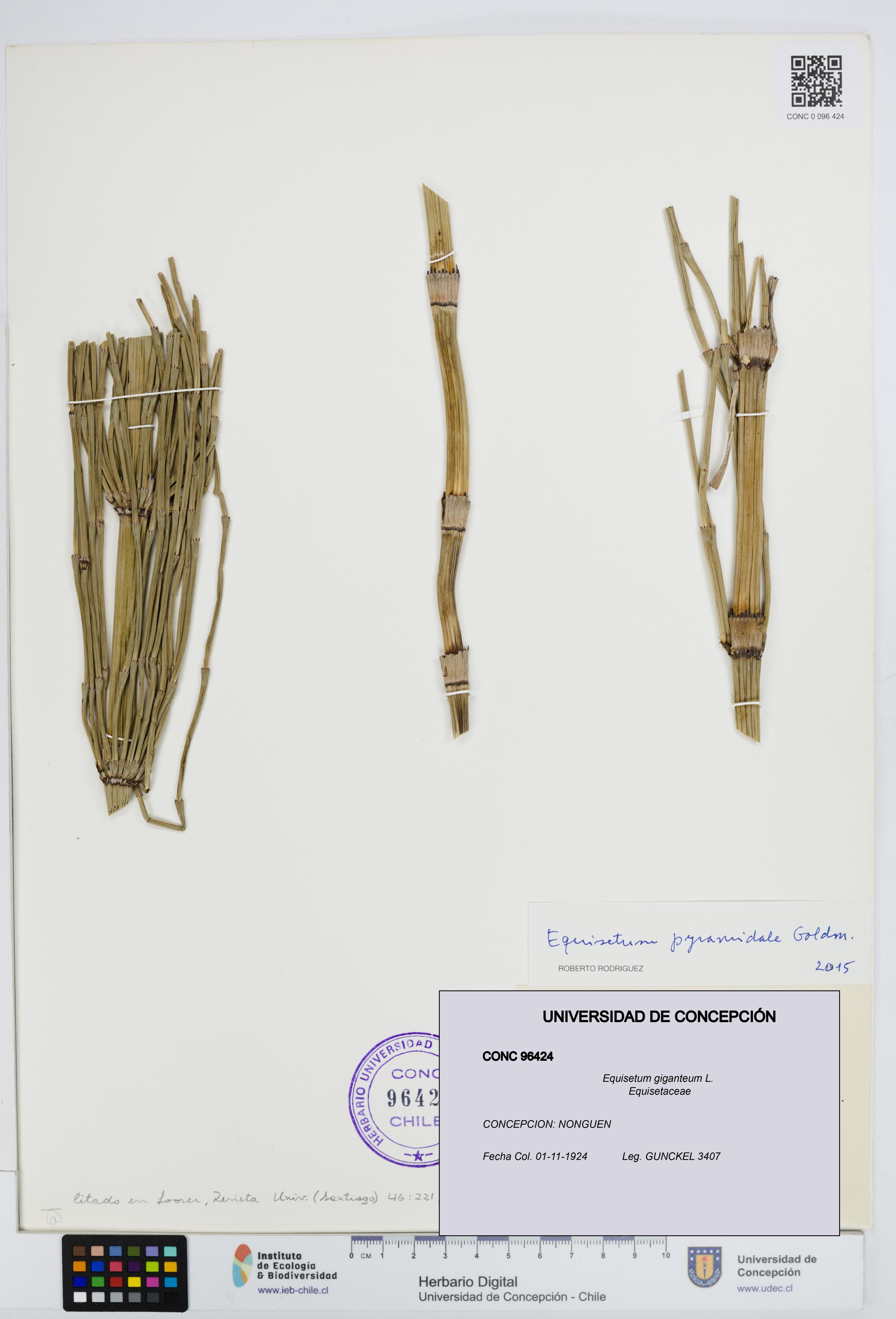 Equisetum giganteum [Espécimen: UDEC:CONC:0096424]