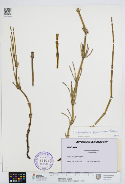 Equisetum giganteum [Espécimen: UDEC:CONC:0096464]
