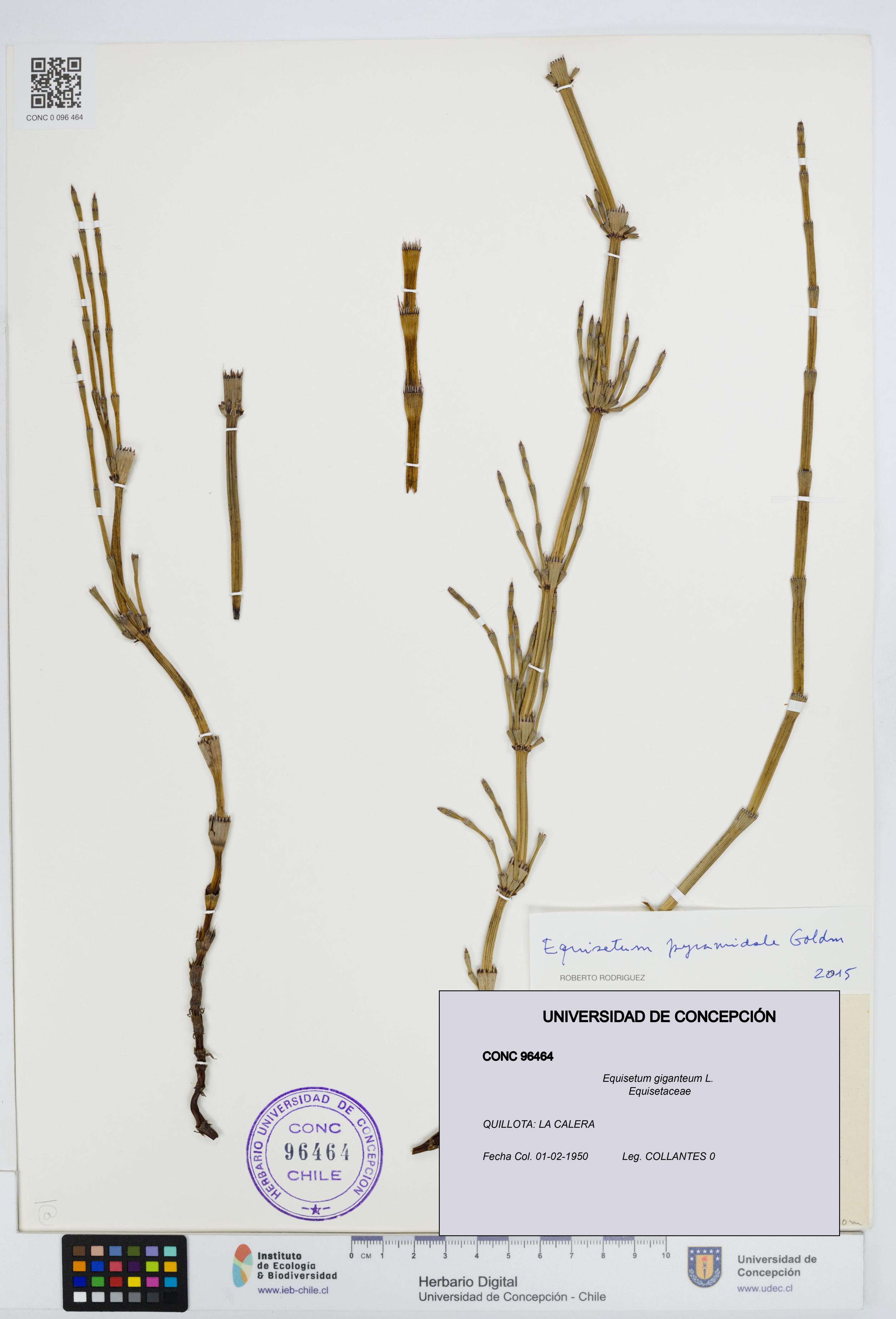 Equisetum giganteum [Espécimen: UDEC:CONC:0096464]