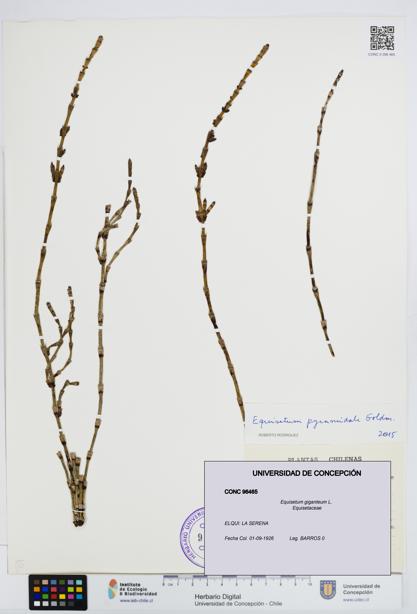 Equisetum giganteum [Espécimen: UDEC:CONC:0096465]
