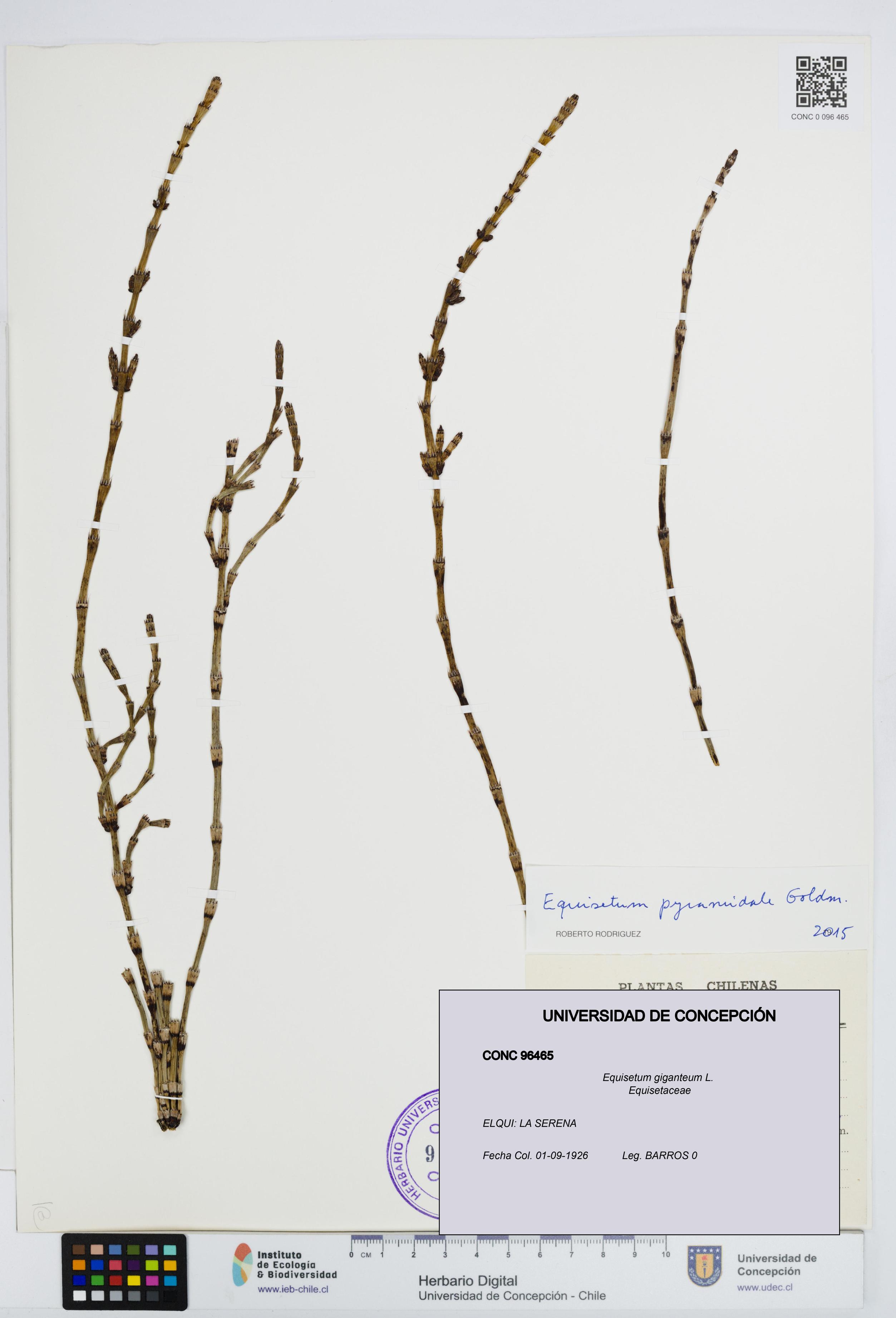 Equisetum giganteum [Espécimen: UDEC:CONC:0096465]