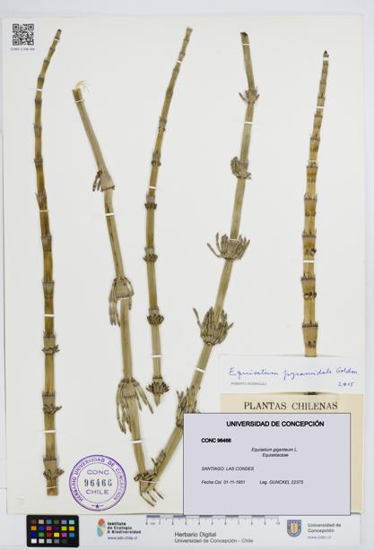 Equisetum giganteum [Espécimen: UDEC:CONC:0096466]