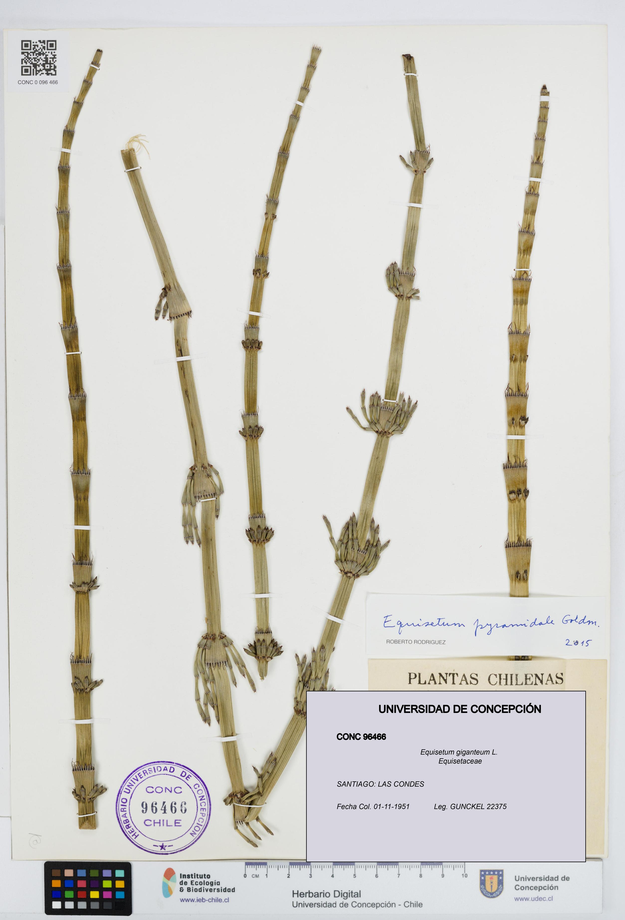 Equisetum giganteum [Espécimen: UDEC:CONC:0096466]