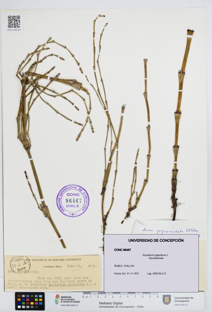 Equisetum giganteum [Espécimen: UDEC:CONC:0096467]