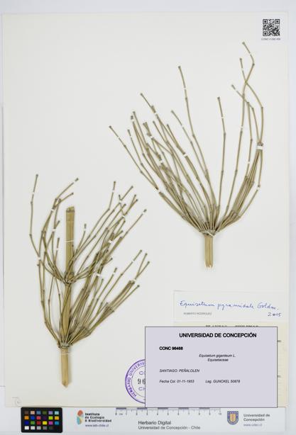 Equisetum giganteum [Espécimen: UDEC:CONC:0096468]
