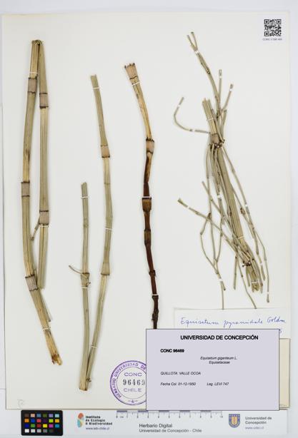 Equisetum giganteum [Espécimen: UDEC:CONC:0096469]