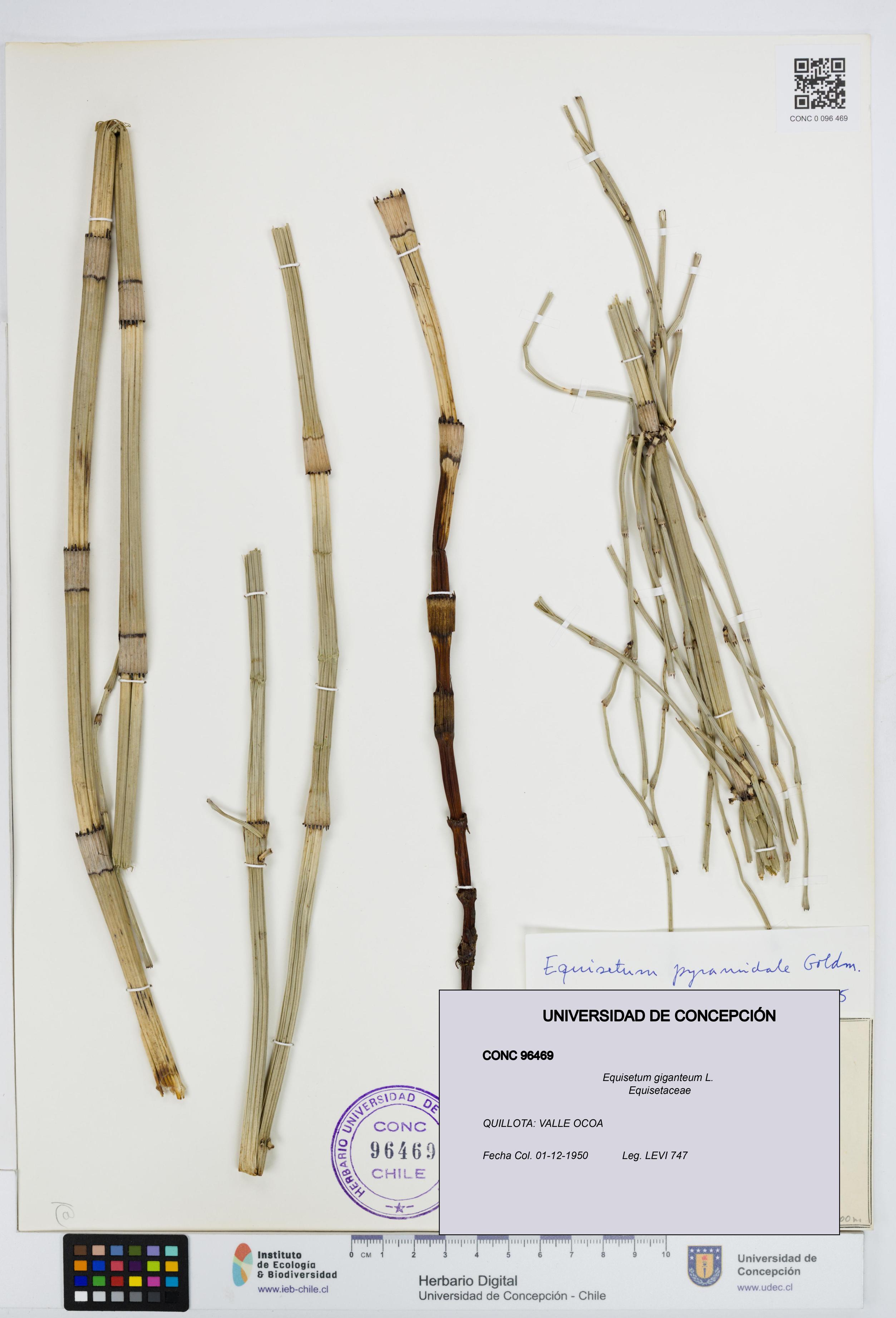 Equisetum giganteum [Espécimen: UDEC:CONC:0096469]