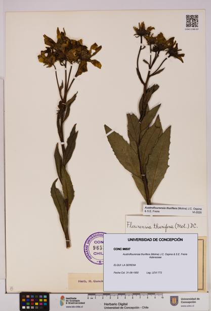 Austroflourensia thurifera [Espécimen: UDEC:CONC:0096537]