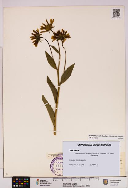 Austroflourensia thurifera [Espécimen: UDEC:CONC:0096538]