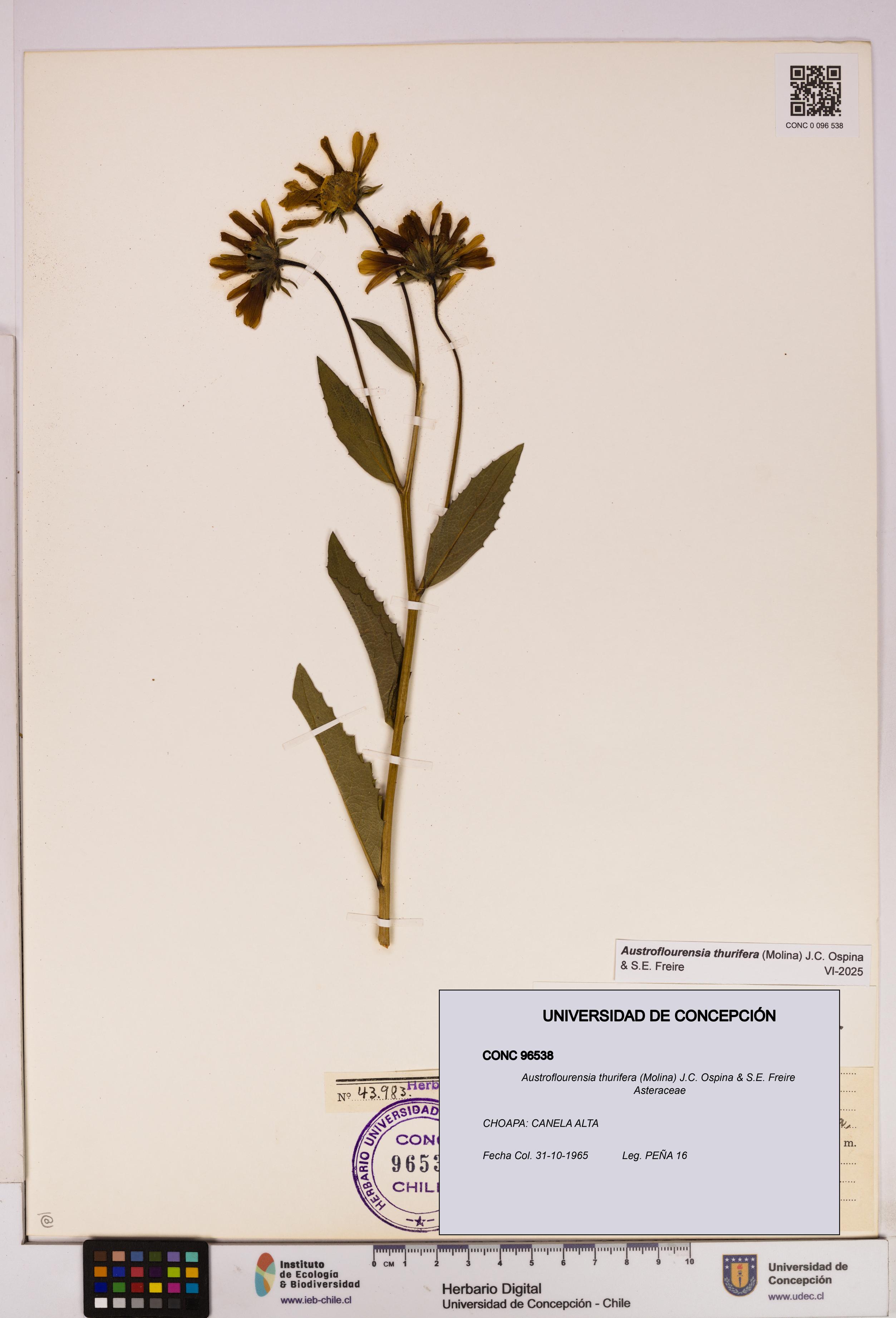 Austroflourensia thurifera [Espécimen: UDEC:CONC:0096538]