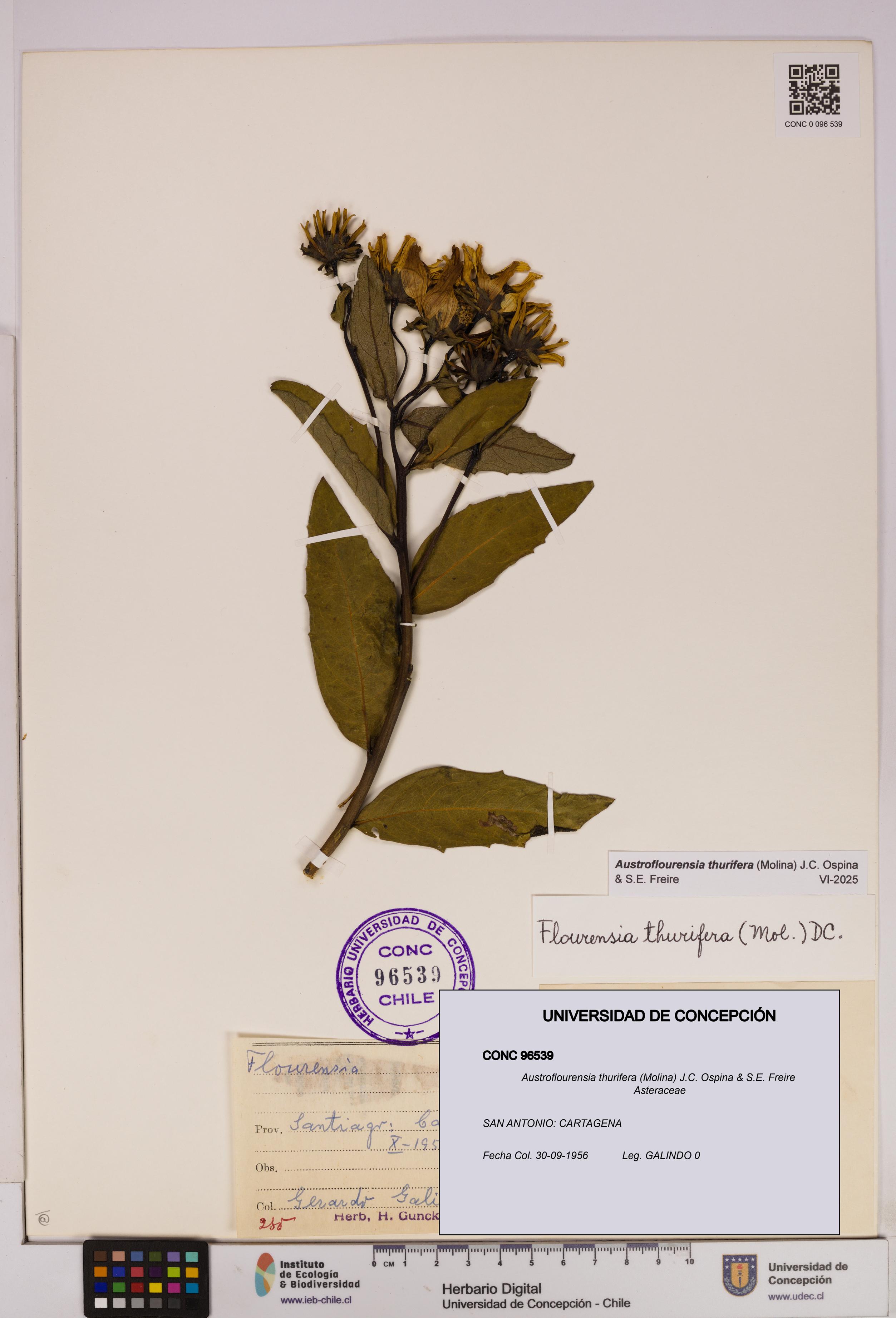 Austroflourensia thurifera [Espécimen: UDEC:CONC:0096539]