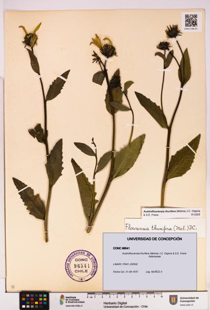 Austroflourensia thurifera [Espécimen: UDEC:CONC:0096541]
