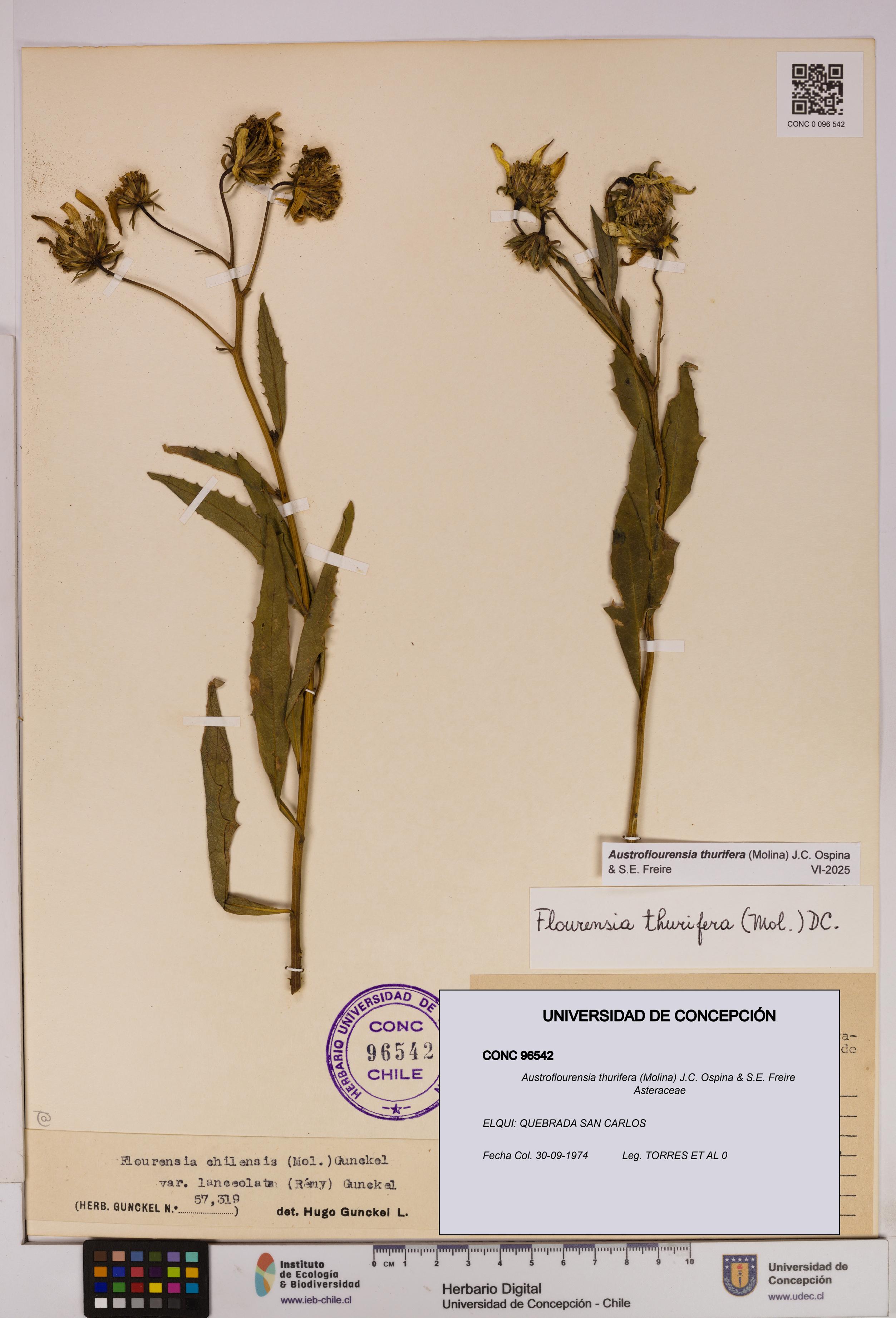 Austroflourensia thurifera [Espécimen: UDEC:CONC:0096542]