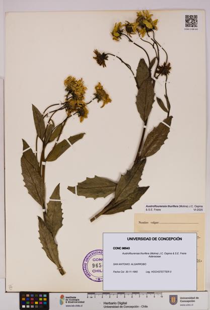 Austroflourensia thurifera [Espécimen: UDEC:CONC:0096543]