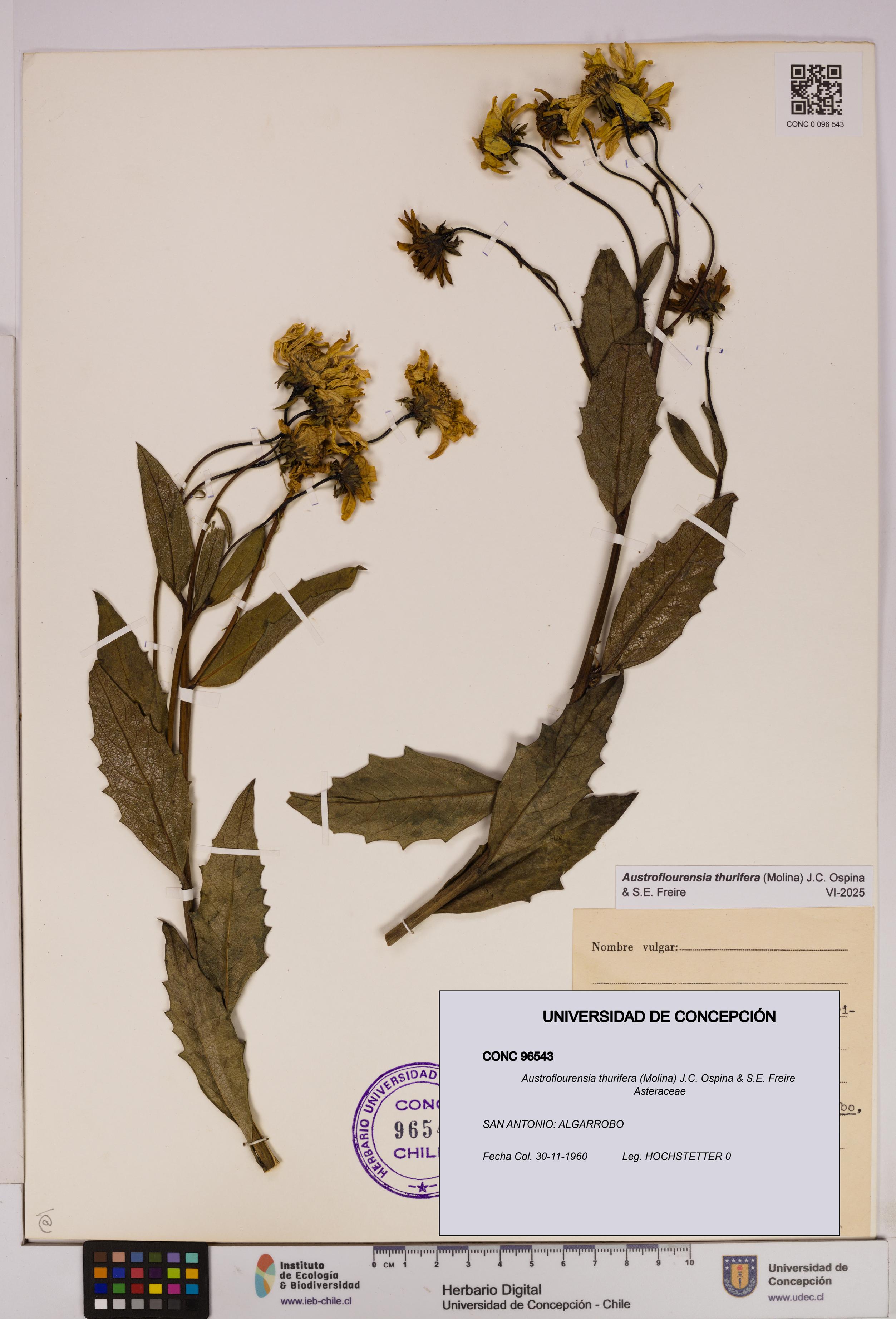 Austroflourensia thurifera [Espécimen: UDEC:CONC:0096543]