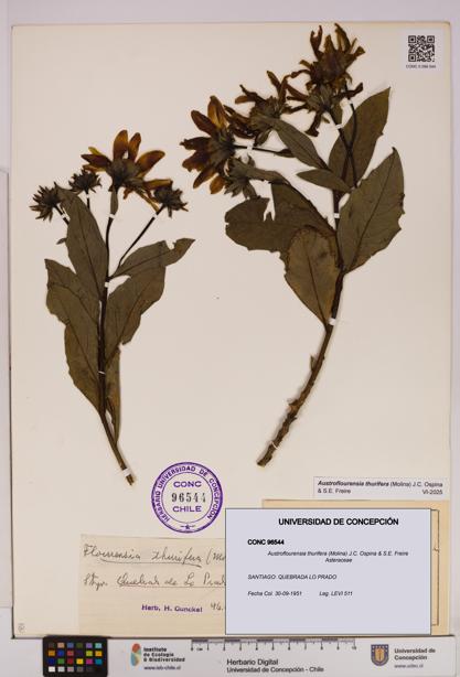 Austroflourensia thurifera [Espécimen: UDEC:CONC:0096544]