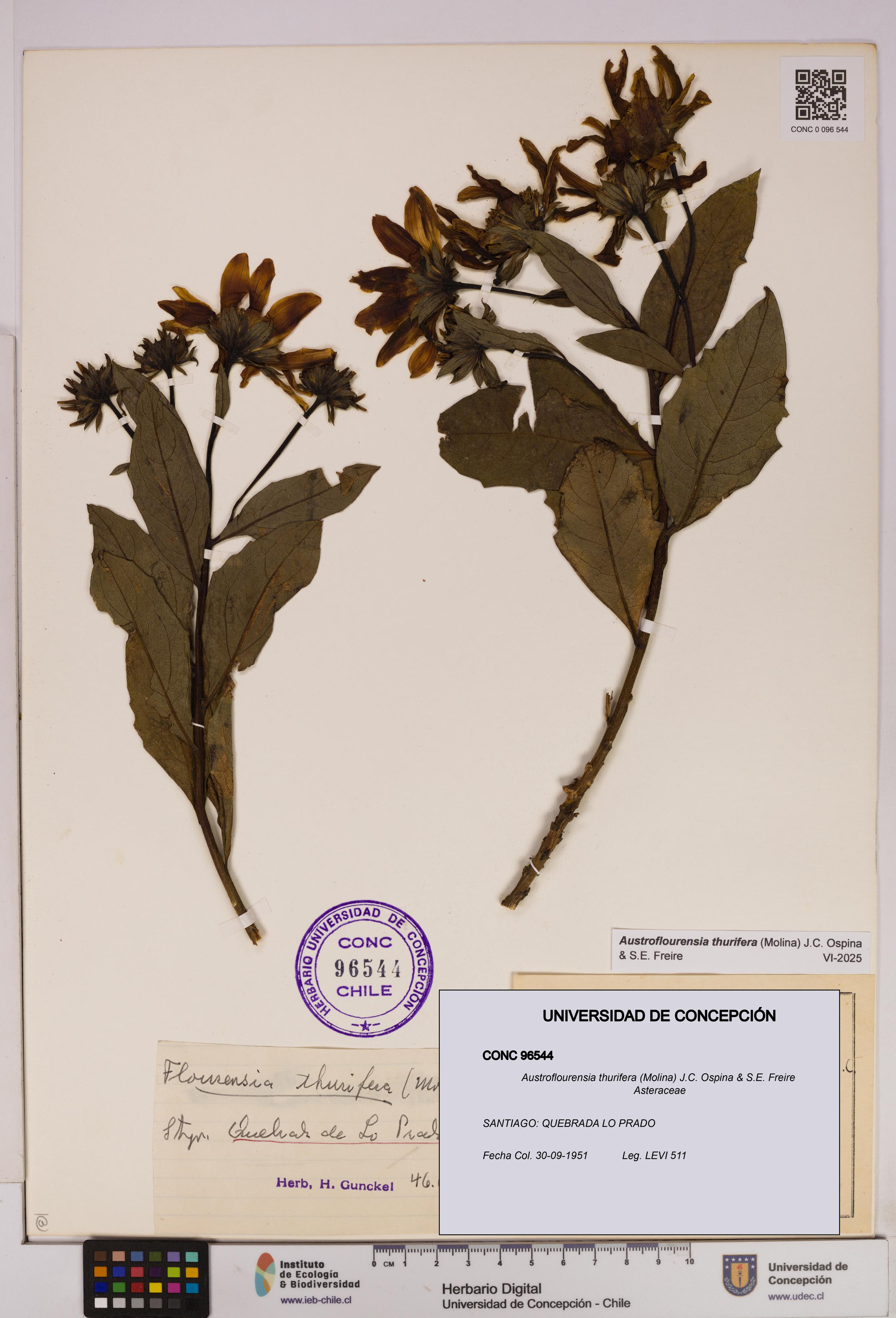 Austroflourensia thurifera [Espécimen: UDEC:CONC:0096544]