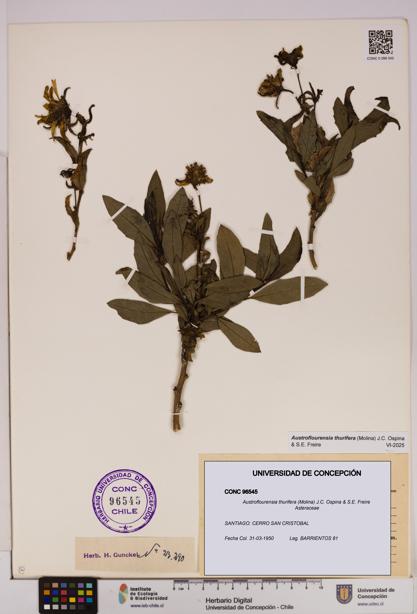 Austroflourensia thurifera [Espécimen: UDEC:CONC:0096545]