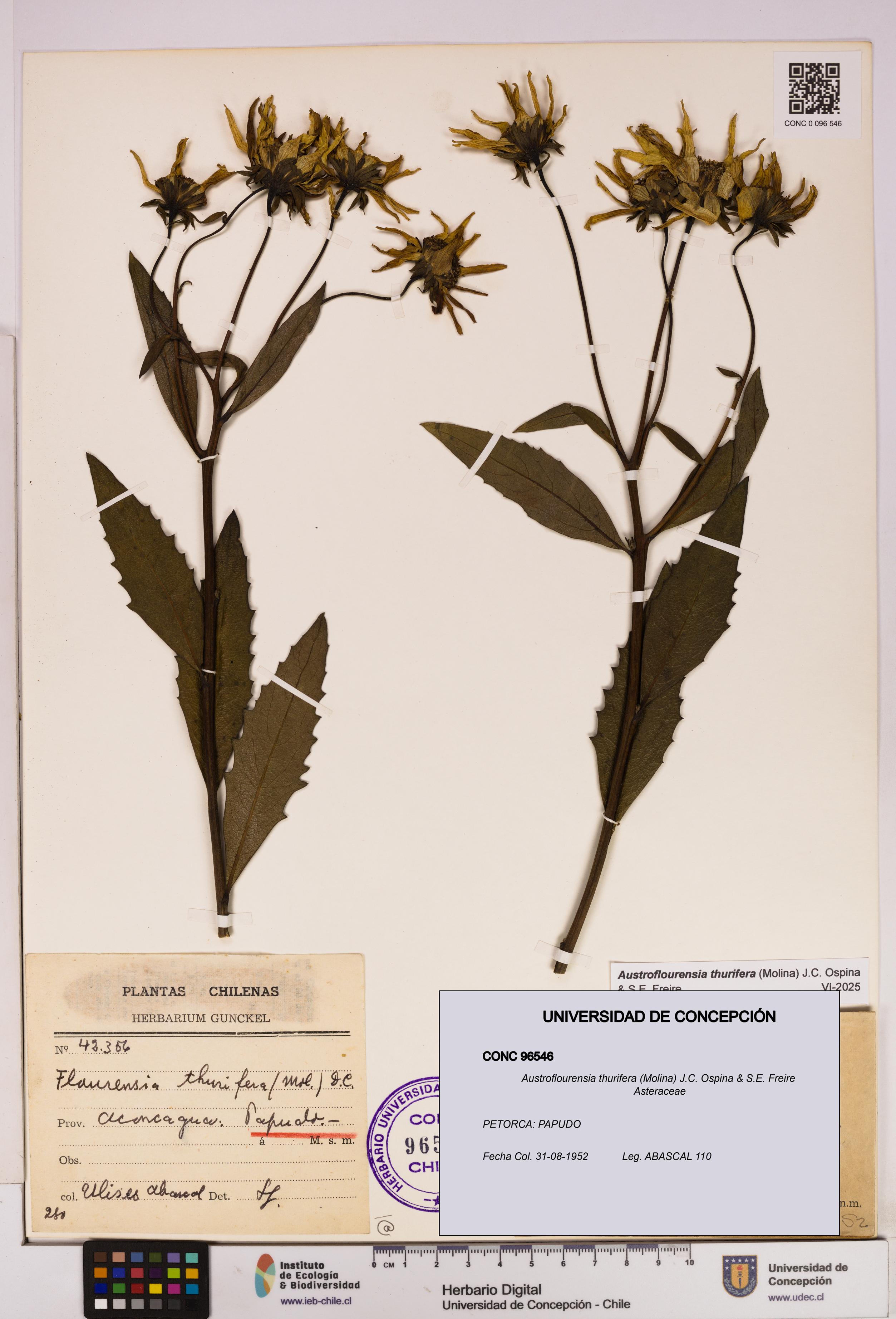 Austroflourensia thurifera [Espécimen: UDEC:CONC:0096546]