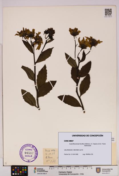 Austroflourensia thurifera [Espécimen: UDEC:CONC:0096547]
