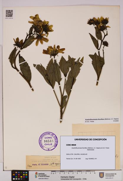 Austroflourensia thurifera [Espécimen: UDEC:CONC:0096548]