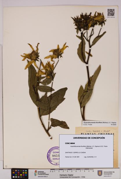 Austroflourensia thurifera [Espécimen: UDEC:CONC:0096549]