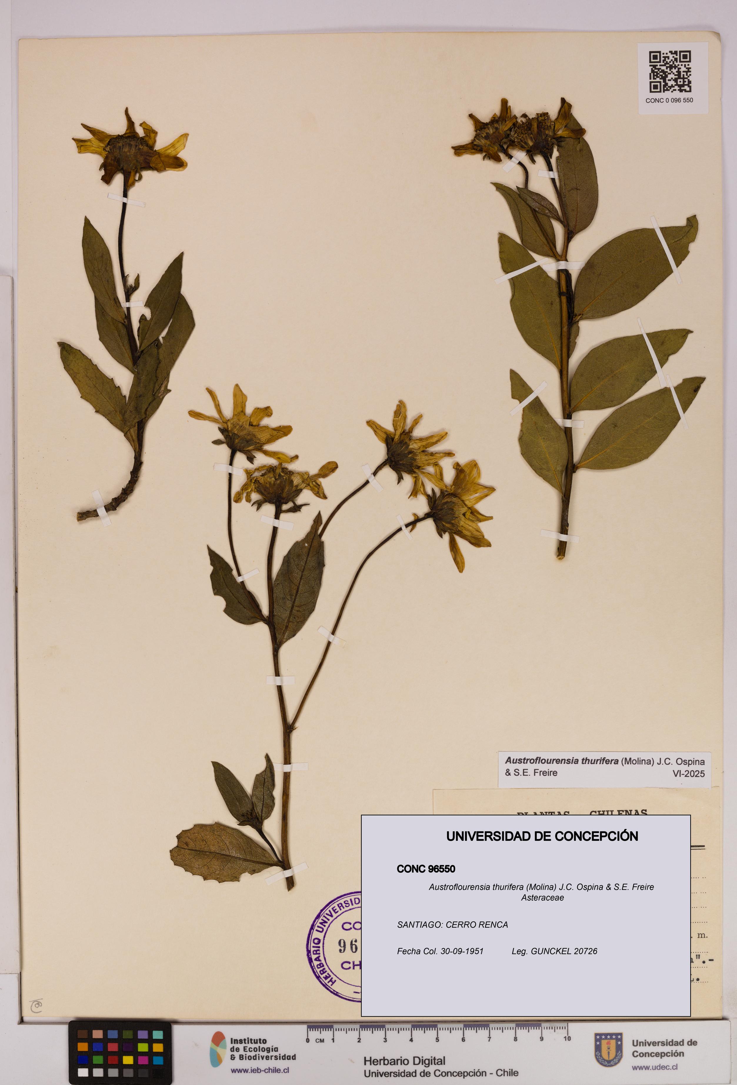 Austroflourensia thurifera [Espécimen: UDEC:CONC:0096550]