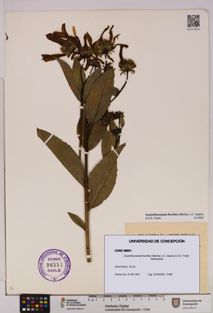 Austroflourensia thurifera [Espécimen: UDEC:CONC:0096551]