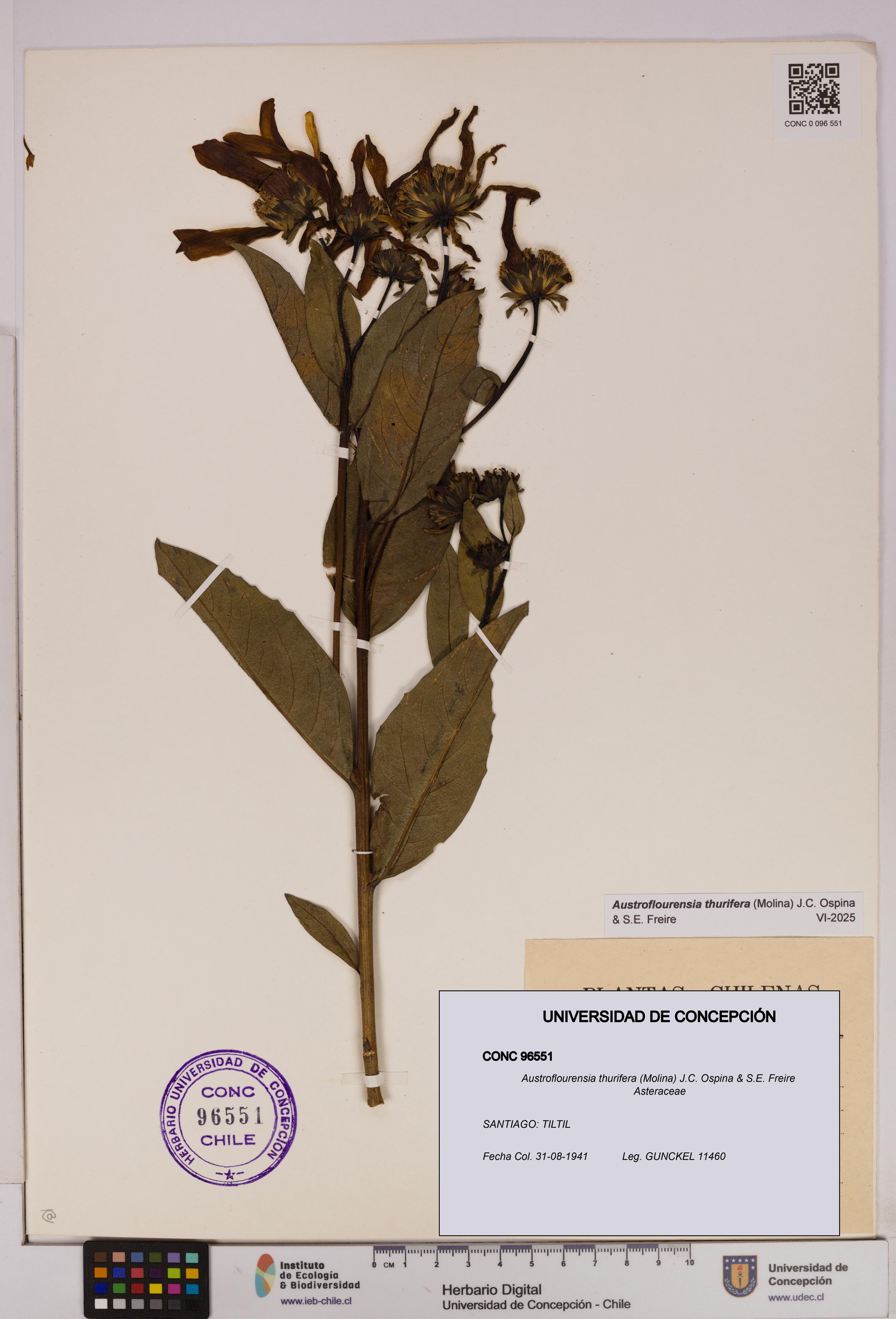 Austroflourensia thurifera [Espécimen: UDEC:CONC:0096551]