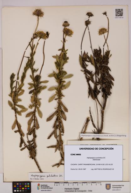 Haplopappus pulchellus [Espécimen: UDEC:CONC:0096552]