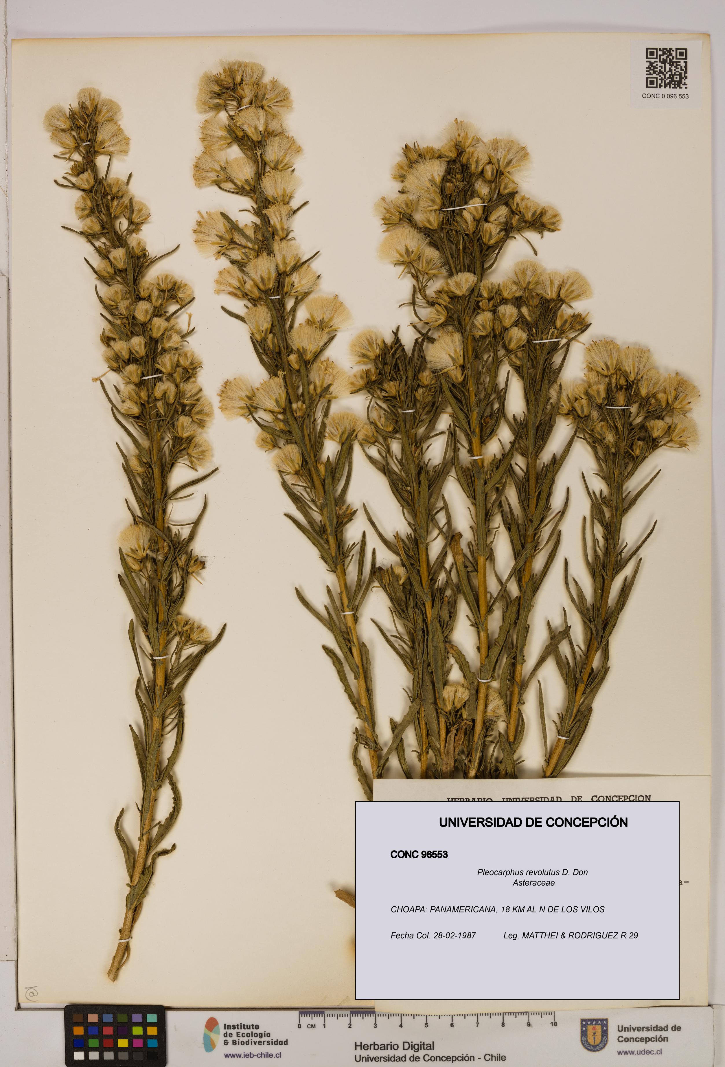 Pleocarphus revolutus [Espécimen: UDEC:CONC:0096553]