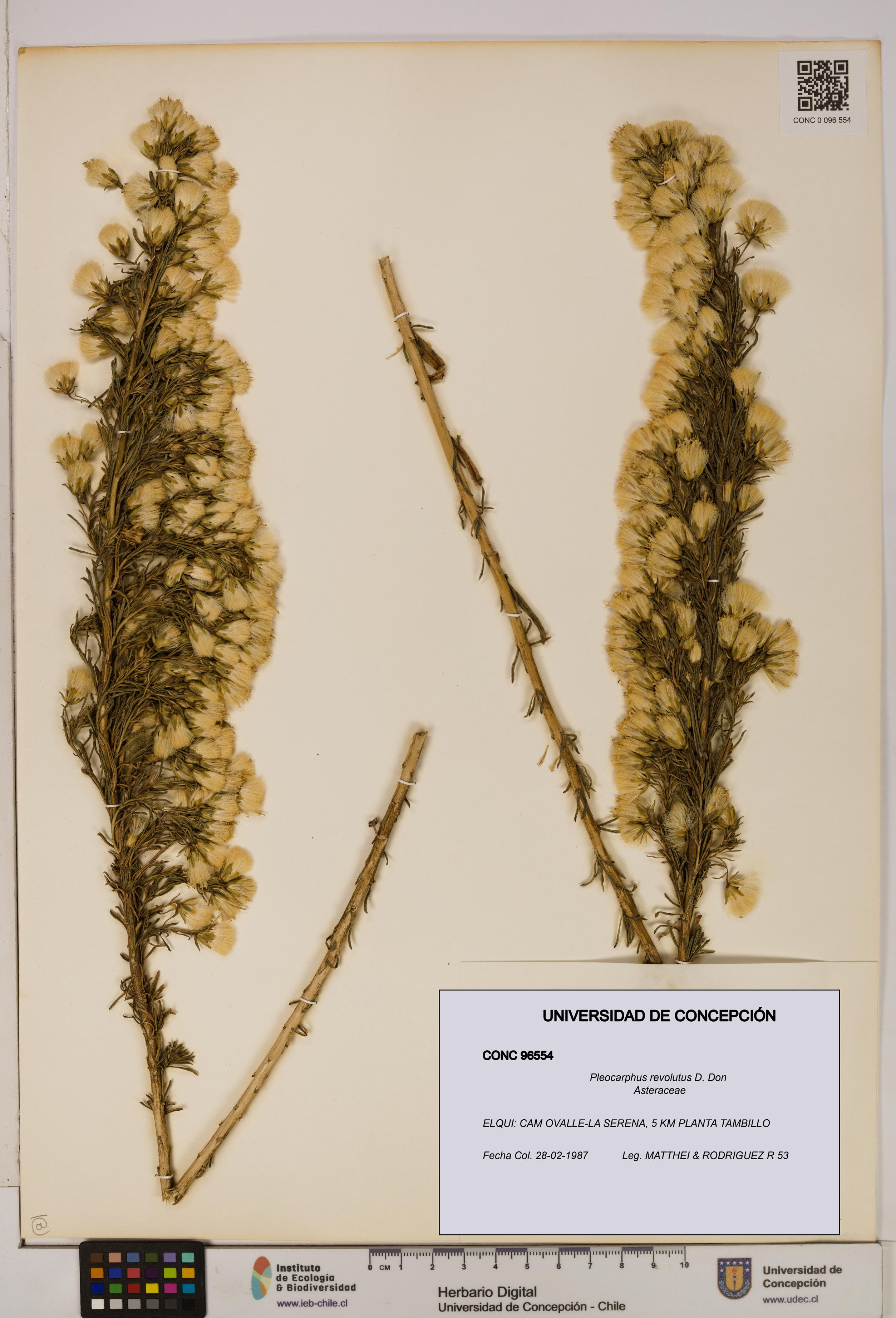 Pleocarphus revolutus [Espécimen: UDEC:CONC:0096554]