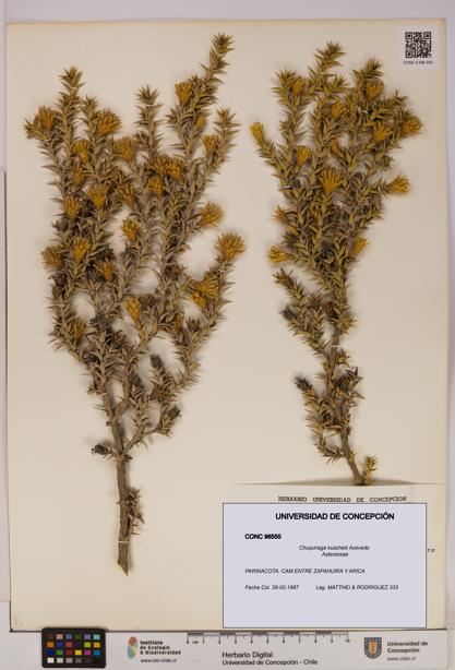 Chuquiraga kuschelii [Espécimen: UDEC:CONC:0096555]