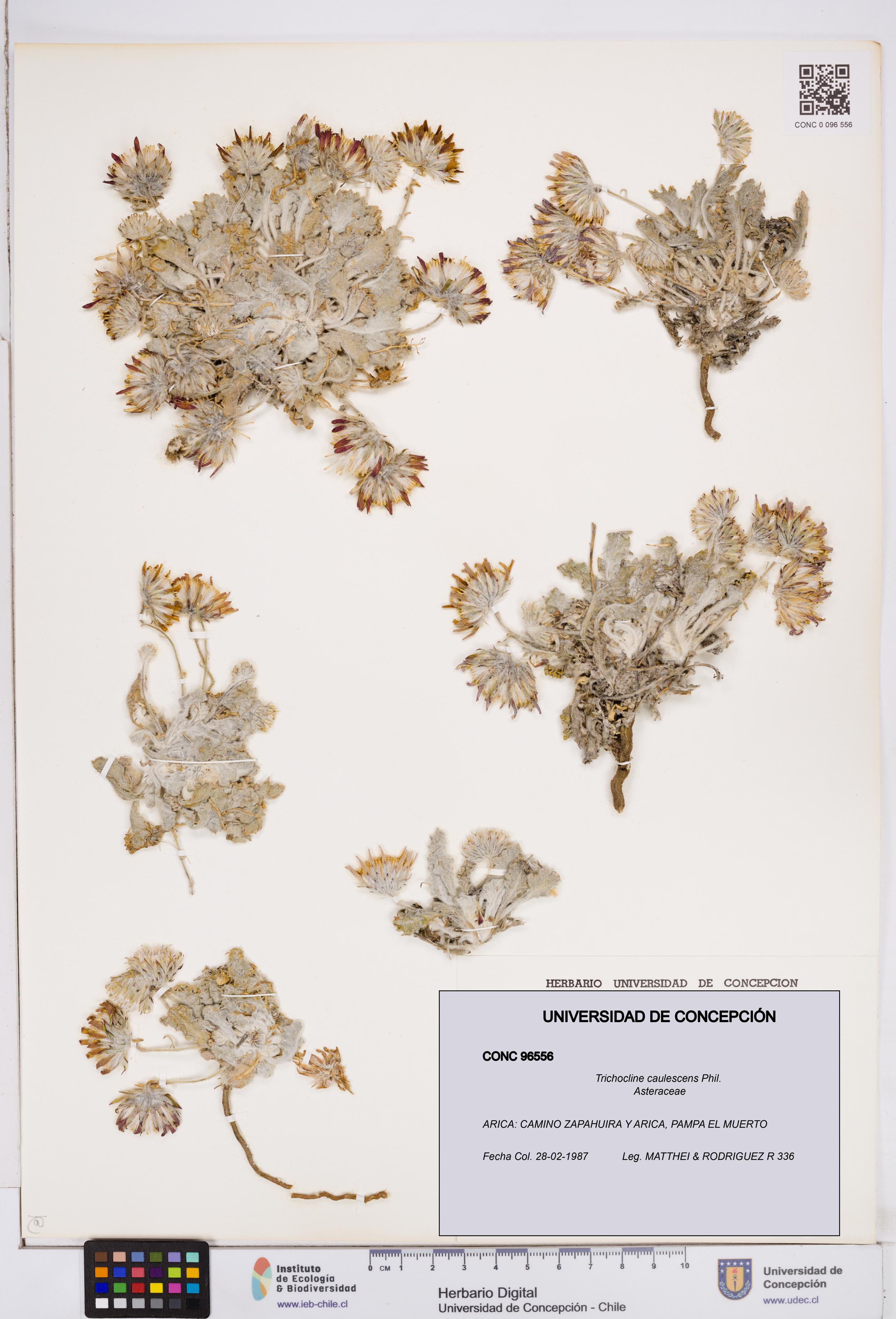 Trichocline caulescens [Espécimen: ]
